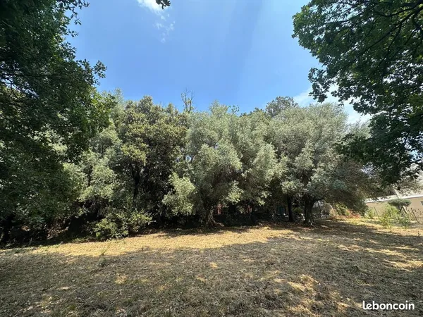 Bien rare - Terrain constructible 3 000 m² - Barbaggio - CU pour 3 maisons - Proche Bastia
