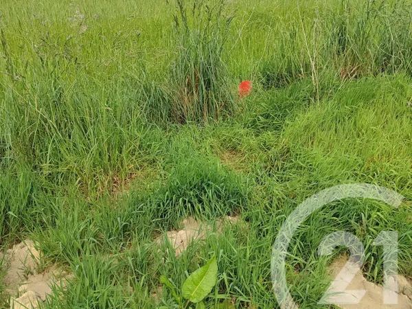 Terrain 320 m²