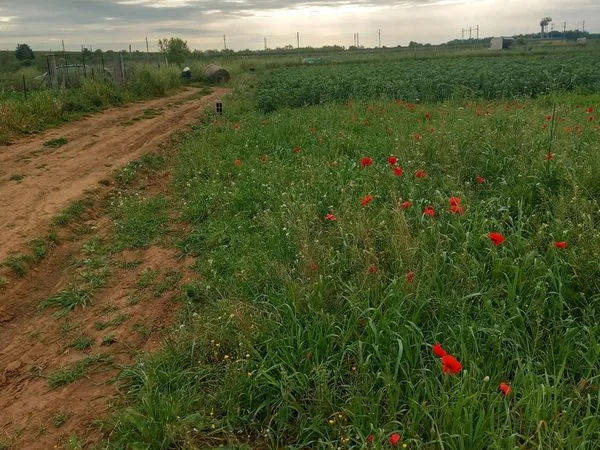 Terrain agricole