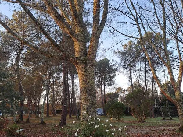 Terrain 1,8 hectares en Gironde
