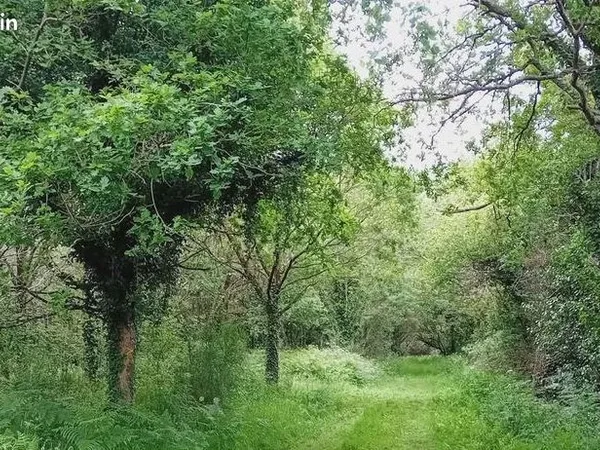 Loue terrain boisé