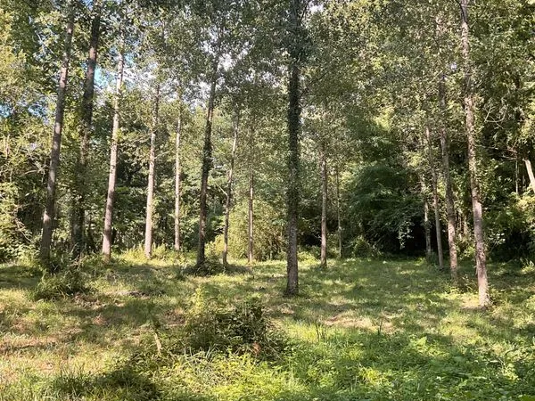 Forêt bois d'agrément