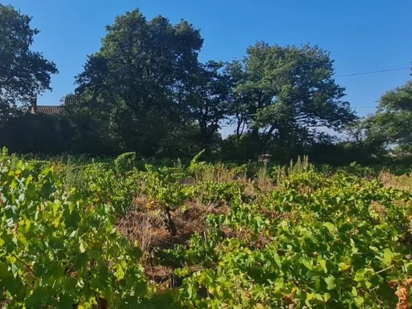 Terrain plein sud à Sainte Cécile Les Vignes