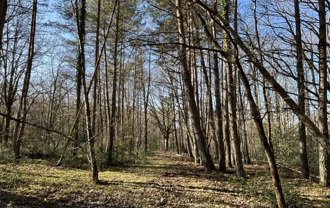 Photo 4