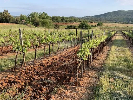 Vignoble 320000 m²