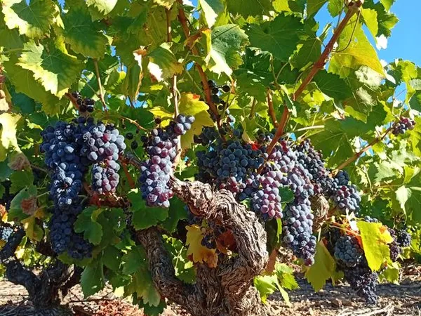 Parcelle de vigne à Maury Grenache Noir